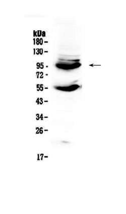 Invitrogen CD105 (Endoglin) Polyclonal Antibody 100 &mu;g; Unconjugated:Antibodies,