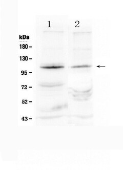Invitrogen HIF-2 alpha Polyclonal Antibody 100 &mu;g; Unconjugated:Antibodies,