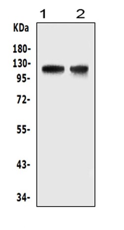 Invitrogen HIF-2 alpha Polyclonal Antibody 100 &mu;g; Unconjugated:Antibodies,