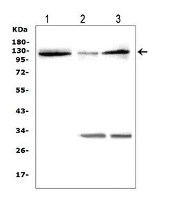 Invitrogen HIF-2 alpha Polyclonal Antibody 100 &mu;g; Unconjugated:Antibodies,