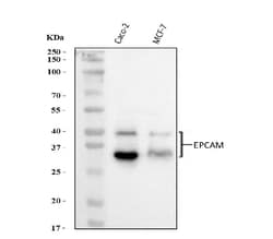 EpCAM (CD326) Polyclonal Antibody:Antibodies, Polyclonal