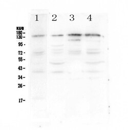 Invitrogen EPS15 Polyclonal Antibody 100 &mu;g; Unconjugated:Antibodies,
