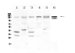 Invitrogen EPS15 Polyclonal Antibody 100 &mu;g; Unconjugated:Antibodies,