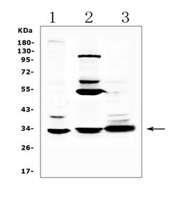 Invitrogen ERCC1 Polyclonal Antibody 100 &mu;g; Unconjugated:Antibodies,