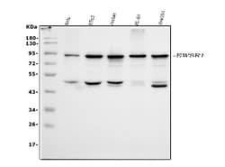 Invitrogen EWSR1 Polyclonal Antibody 100 &mu;g; Unconjugated:Antibodies,