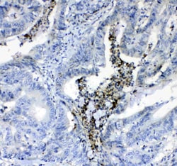 Invitrogen Prothrombin Polyclonal Antibody 100 &mu;g; Unconjugated:Antibodies,