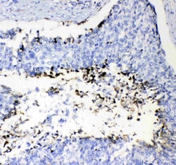 Invitrogen Prothrombin Polyclonal Antibody 100 &mu;g; Unconjugated:Antibodies,