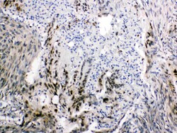 Invitrogen FABP2 Polyclonal Antibody 100 &mu;g; Unconjugated:Antibodies,