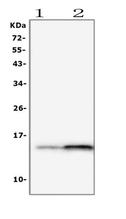 Invitrogen FABP2 Polyclonal Antibody 100 &mu;g; Unconjugated:Antibodies,