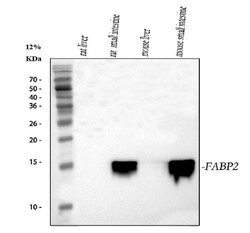 Invitrogen FABP2 Polyclonal Antibody 100 &mu;g; Unconjugated:Antibodies,