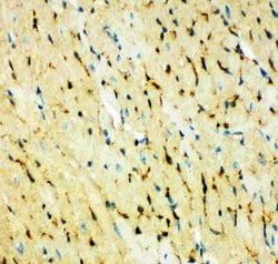 Invitrogen FABP5 Polyclonal Antibody 100 &mu;g; Unconjugated:Antibodies,