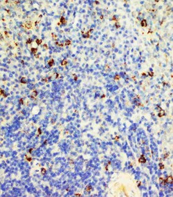 Invitrogen FAS (CD95) Polyclonal Antibody 100 &mu;g; Unconjugated:Antibodies,
