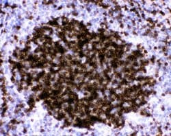 Invitrogen CD23 Polyclonal Antibody 100 &mu;g; Unconjugated:Antibodies,