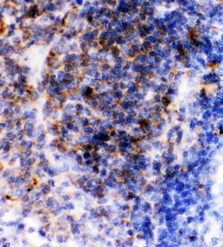 Invitrogen CD23 Polyclonal Antibody 100 &mu;g; Unconjugated:Antibodies,