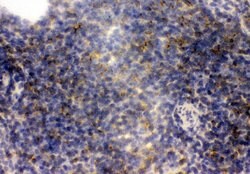 Invitrogen CD23 Polyclonal Antibody 100 &mu;g; Unconjugated:Antibodies,