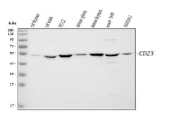 Invitrogen CD23 Polyclonal Antibody 100 &mu;g; Unconjugated:Antibodies,