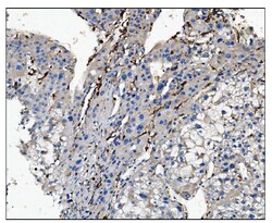 Invitrogen CD16 Polyclonal Antibody 100 &mu;g | Buy Online | Invitrogen&trade; | Fisher Scientific