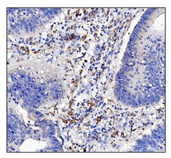 Invitrogen CD16 Polyclonal Antibody 100 &mu;g | Buy Online | Invitrogen&trade; | Fisher Scientific
