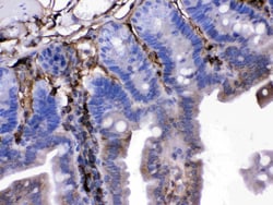 Invitrogen FGF1 Polyclonal Antibody 100 &mu;g; Unconjugated:Antibodies,