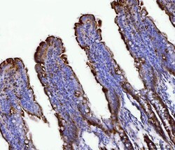 Invitrogen FGF19 Polyclonal Antibody 100 &mu;g; Unconjugated:Antibodies,
