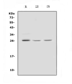 Invitrogen FGF9 Polyclonal Antibody 100 &mu;g; Unconjugated:Antibodies,