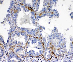 Invitrogen VEGFD Polyclonal Antibody 100 &mu;g; Unconjugated:Antibodies,