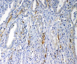 Invitrogen VEGFD Polyclonal Antibody 100 &mu;g; Unconjugated:Antibodies,