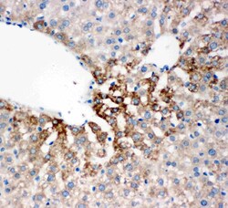 Invitrogen FMO4 Polyclonal Antibody 100 &mu;g; Unconjugated:Antibodies,