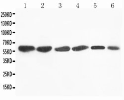 Invitrogen FMO4 Polyclonal Antibody 100 &mu;g; Unconjugated:Antibodies,