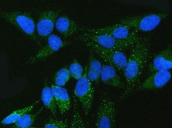 Invitrogen FMRP Polyclonal Antibody 100 &mu;g; Unconjugated:Antibodies,