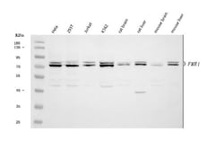 Invitrogen FMRP Polyclonal Antibody 100 &mu;g; Unconjugated:Antibodies,