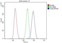 Invitrogen FosB Polyclonal Antibody 100 &mu;g; Unconjugated:Antibodies,