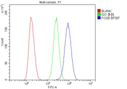 Invitrogen FosB Polyclonal Antibody 100 &mu;g; Unconjugated:Antibodies,