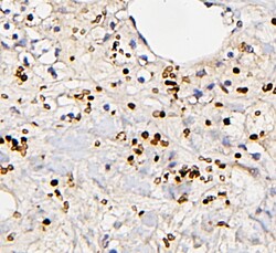 Invitrogen FosB Polyclonal Antibody 100 &mu;g; Unconjugated:Antibodies,