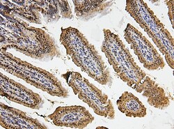 Invitrogen FosB Polyclonal Antibody 100 &mu;g; Unconjugated:Antibodies,