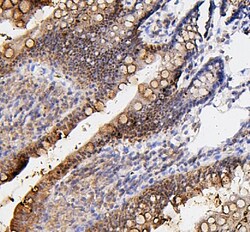 Invitrogen FosB Polyclonal Antibody 100 &mu;g; Unconjugated:Antibodies,