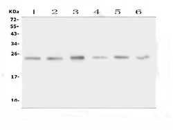 Invitrogen FSTL3 Polyclonal Antibody 100 &mu;g; Unconjugated:Antibodies,