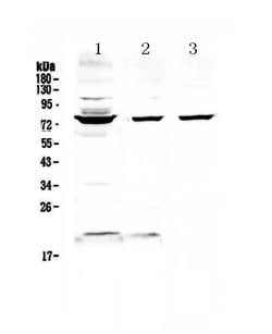 Invitrogen FUS Polyclonal Antibody 100 &mu;g; Unconjugated:Antibodies,