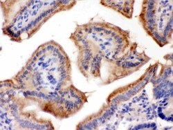 Invitrogen FUT1 Polyclonal Antibody 100 &mu;g; Unconjugated:Antibodies,