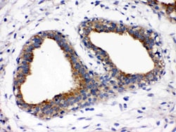 Invitrogen FUT1 Polyclonal Antibody 100 &mu;g; Unconjugated:Antibodies,