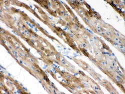 Invitrogen PLM Polyclonal Antibody 100 &mu;g; Unconjugated:Antibodies,