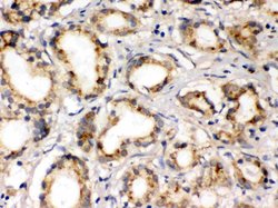 Invitrogen PLM Polyclonal Antibody 100 &mu;g; Unconjugated:Antibodies,