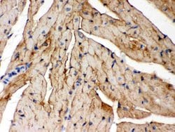 Invitrogen PLM Polyclonal Antibody 100 &mu;g; Unconjugated:Antibodies,