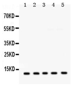 Invitrogen PLM Polyclonal Antibody 100 &mu;g; Unconjugated:Antibodies,