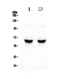 Invitrogen GAD65 Polyclonal Antibody 100 &mu;g; Unconjugated:Antibodies,