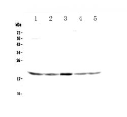 Invitrogen GADD45G Polyclonal Antibody 100 &mu;g; Unconjugated:Antibodies,