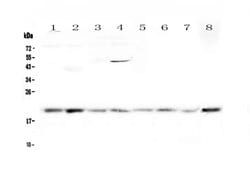 Invitrogen GADD45G Polyclonal Antibody 100 &mu;g; Unconjugated:Antibodies,