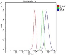 GALT Polyclonal Antibody:Antibodies, Polyclonal
