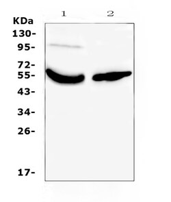 Invitrogen GC Polyclonal Antibody 100 &mu;g; Unconjugated:Antibodies, Polyclonal