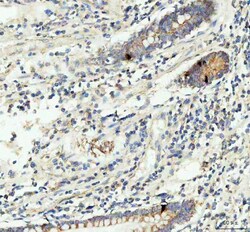 Invitrogen GIP Polyclonal Antibody 100 &mu;g; Unconjugated:Antibodies,